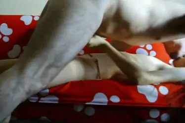 Zara Indo Bugil Toket Montok Sange Brutal Lumer Panas